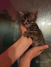 Gatto maschio