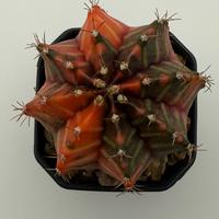 Gymnocalycium mihanovichii variegato