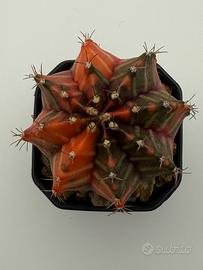 Gymnocalycium mihanovichii variegato