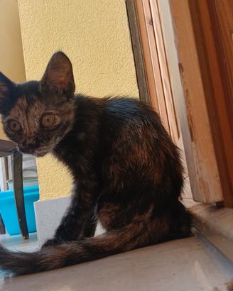 Giovane Gattina
