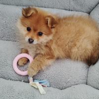 Cucciola di Pomerania spitz