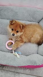 Cucciola di Pomerania spitz