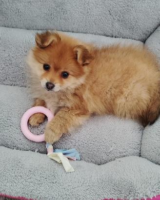 Cucciola di Pomerania spitz