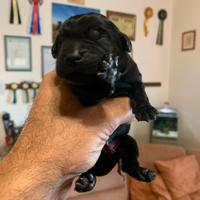 Cuccioli di Labrador Retriever manto Nero Miele