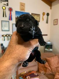 Cuccioli di Labrador Retriever manto Nero Miele