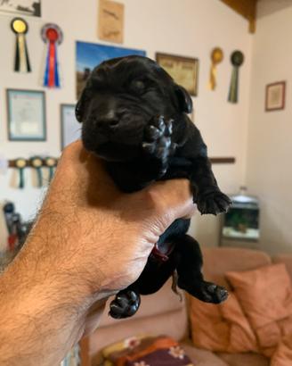 Cuccioli di Labrador Retriever manto Miele