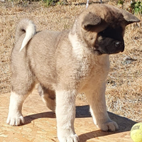 Cuccioli Akita Americano