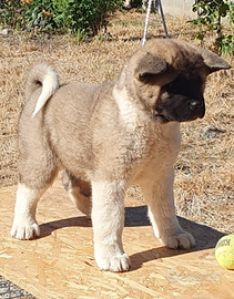 Cuccioli Akita Americano