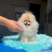 Volpino di Pomerania toy nano con PEDIGREE ENCI