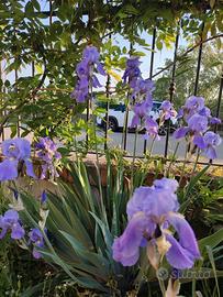 3 rizomi di Iris germanica colore glicine
