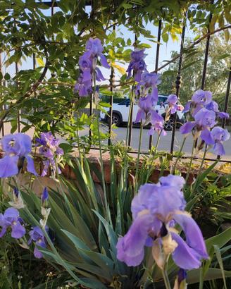 3 rizomi di Iris germanica colore glicine
