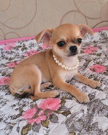 Chihuahua femmina