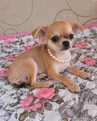 Chihuahua femmina
