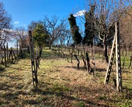 Terreno agricolo Castiglion Fiorentino