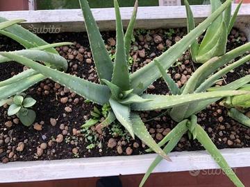 Piante di ALOE VERA (BARBADENSIS):