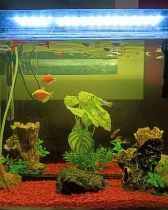 Acquario completo