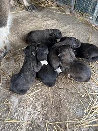 Cuccioli pastore del Caucaso