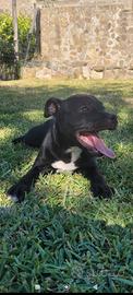 Staffordshire bull terrier