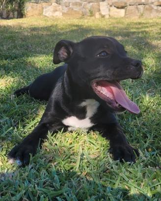 Staffordshire bull terrier