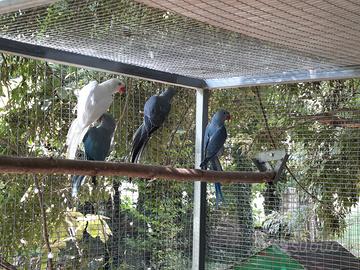 Parrochetti