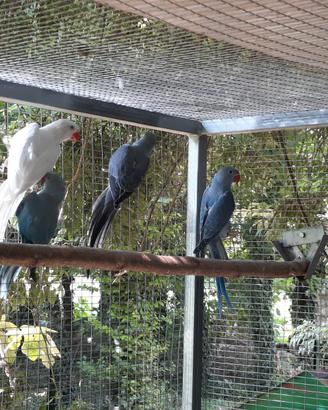 Parrochetti