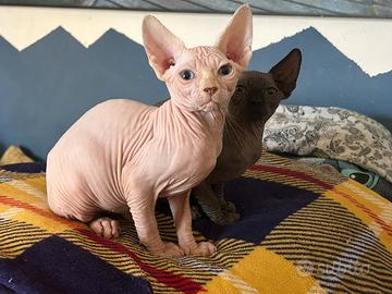 Gatto sphynx 6 mesi