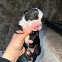 Corso x Dogo argentino