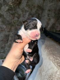 Corso x Dogo argentino