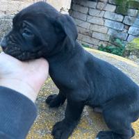 Cuccioli di cane corso
