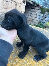 Cuccioli di cane corso