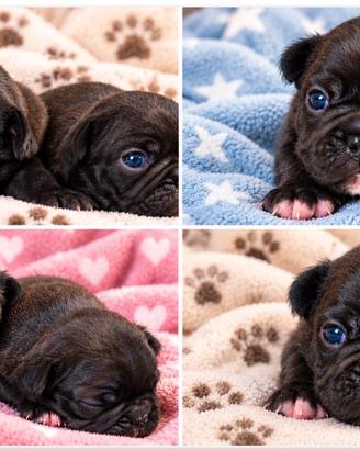 Bulldog francesi