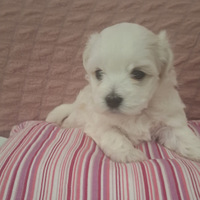 Cani Maltesi taglia piccola