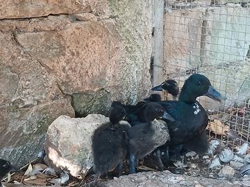 Anatre black smerald