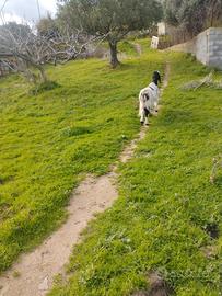 Capra incrocio maltese
