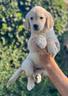 maschio-labrador-biondo-di-3-anni