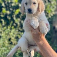 Maschio Labrador Biondo di 3 anni