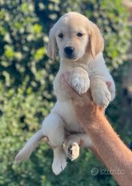 Maschio Labrador Biondo di 3 anni