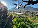 ter-agricolo-a-gragnano