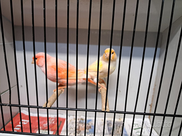 Stupendi esemplari di uccellini