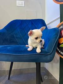 Cucciolo chihuahua mini