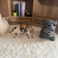 Chihuahua