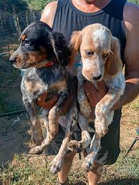 Setter tricolore e biancarancio