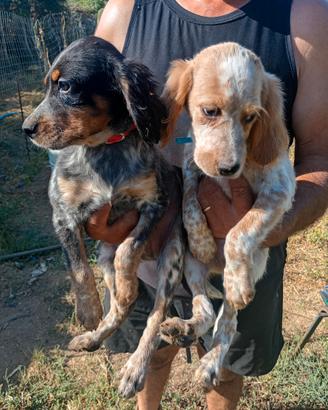 Setter tricolore e biancarancio