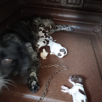 Cuccioli cani da caccia e tartufo
