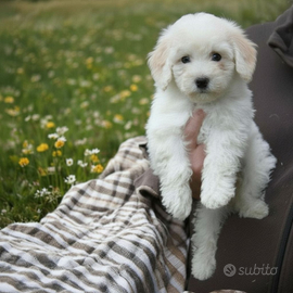 Barboncini nani bianchi