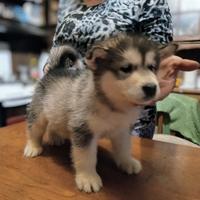 Cucciole Alaskan Malamute