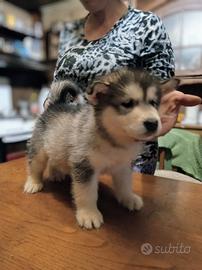 Cucciole Alaskan Malamute