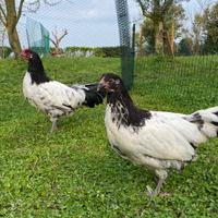 Coppia galline razza Lakenfelder