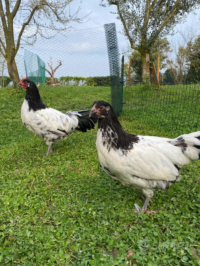 uova fertili LAKENFELDER fertilità garantita 100