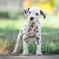 Cuccioli dalmata